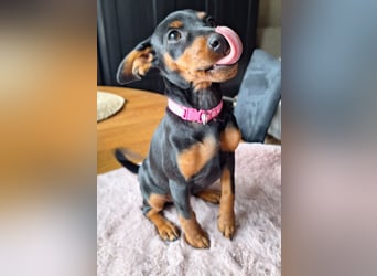 Zwergpinscher Welpen (Reinrassig) suchen ein liebevolles Zuhause