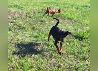 Zwergpinscher Welpen (Reinrassig) suchen ein liebevolles Zuhause