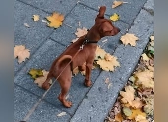 Zwergpinscher Welpen (Reinrassig) suchen ein liebevolles Zuhause