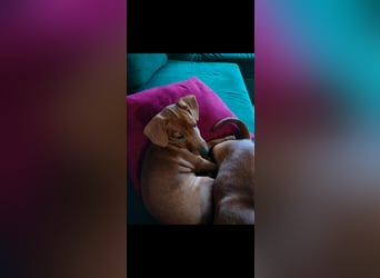 Zwergpinscher Welpen (Reinrassig) suchen ein liebevolles Zuhause