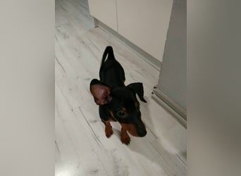 Zwergpinscher Welpen (Reinrassig) suchen ein liebevolles Zuhause