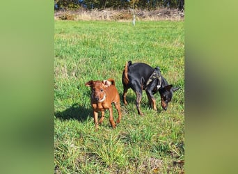 Zwergpinscher Welpen (Reinrassig) suchen ein liebevolles Zuhause
