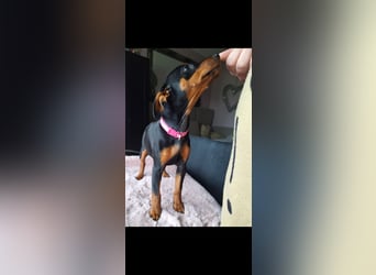 Zwergpinscher Welpen (Reinrassig) suchen ein liebevolles Zuhause
