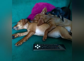 Zwergpinscher Welpen (Reinrassig) suchen ein liebevolles Zuhause