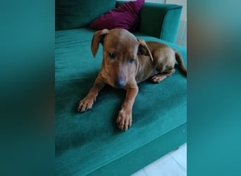 Zwergpinscher Welpen (Reinrassig) suchen ein liebevolles Zuhause