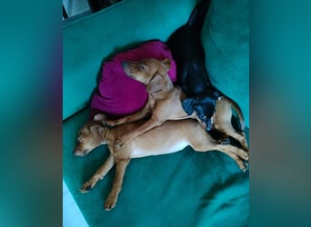 Zwergpinscher Welpen (Reinrassig) suchen ein liebevolles Zuhause