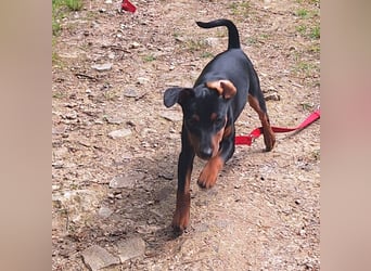 Zwergpinscher Welpen (Reinrassig) suchen ein liebevolles Zuhause