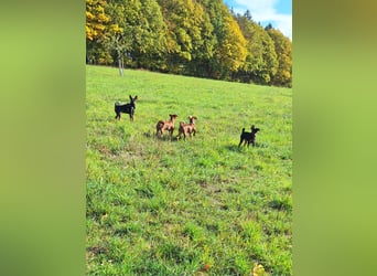 Zwergpinscher Welpen (Reinrassig) suchen ein liebevolles Zuhause