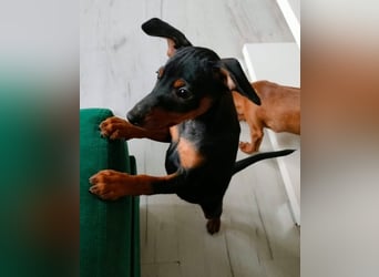 Zwergpinscher Welpen (Reinrassig) suchen ein liebevolles Zuhause