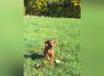 Zwergpinscher Welpen (Reinrassig) suchen ein liebevolles Zuhause
