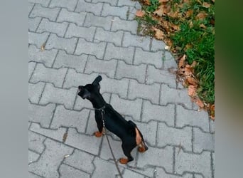 Zwergpinscher Welpen (Reinrassig) suchen ein liebevolles Zuhause