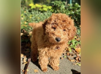 Paros - sensibler Zwergpudel