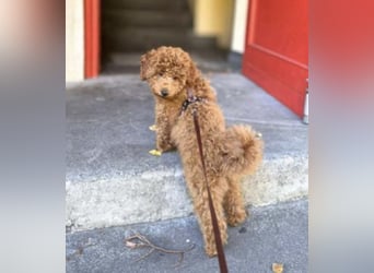 Paros - sensibler Zwergpudel