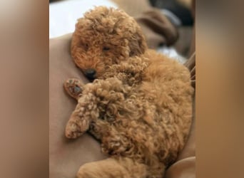 Paros - sensibler Zwergpudel