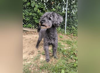 Jacko sucht ein neues Zuhause