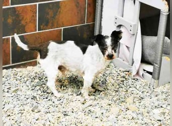 Andi, Zwergpudelmix, geb. 2015, kleiner, blinder Wuschelsenior