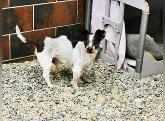 Andi, Zwergpudelmix, geb. 2015, kleiner, blinder Wuschelsenior
