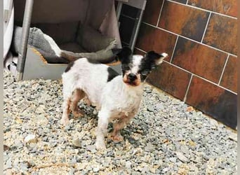 Andi, Zwergpudelmix, geb. 2015, kleiner, blinder Wuschelsenior