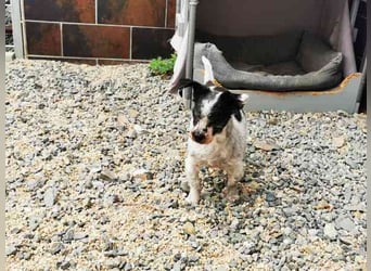 Andi, Zwergpudelmix, geb. 2015, kleiner, blinder Wuschelsenior