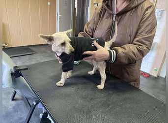 Bogyo, klein, schnuckelig und im besten Alter