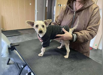 Bogyo, klein, schnuckelig und im besten Alter