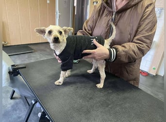 Bogyo, klein, schnuckelig und im besten Alter