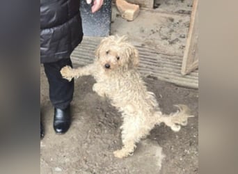 Bogyo, klein, schnuckelig und im besten Alter