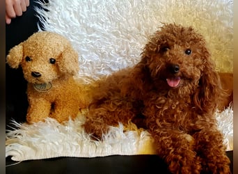 Zwergpudel Toypudel Deckrüde vererbt dunkelrot mit Papieren