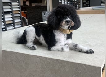 Zwergpudel Bruno