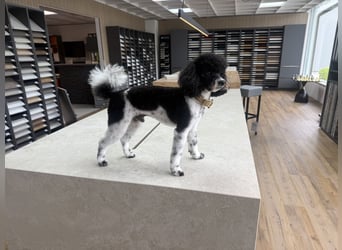 Zwergpudel Bruno