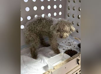 ♥DAHLIA♥ ab 11. Apr auf Pflegestelle bei Köln - süße, viel zu dünne kleine Hundedame 30cm