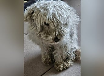 ♥DAHLIA♥ ab 11. Apr auf Pflegestelle bei Köln - süße, viel zu dünne kleine Hundedame 30cm