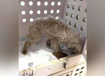 ♥DAHLIA♥ ab 11. Apr auf Pflegestelle bei Köln - süße, viel zu dünne kleine Hundedame 30cm