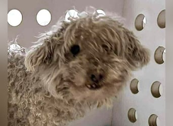 ♥DAHLIA♥ ab 11. Apr auf Pflegestelle bei Köln - süße, viel zu dünne kleine Hundedame 30cm