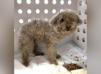 ♥DAHLIA♥ ab 11. Apr auf Pflegestelle bei Köln - süße, viel zu dünne kleine Hundedame 30cm