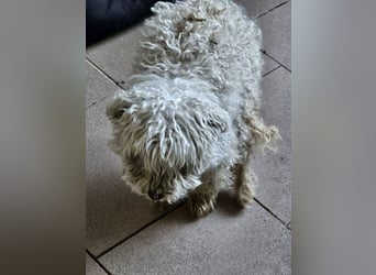 ♥DAHLIA♥ ab 11. Apr auf Pflegestelle bei Köln - süße, viel zu dünne kleine Hundedame 30cm