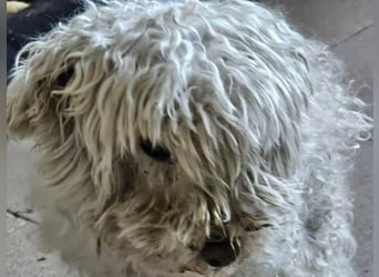 ♥DAHLIA♥ ab 11. Apr auf Pflegestelle bei Köln - süße, viel zu dünne kleine Hundedame 30cm