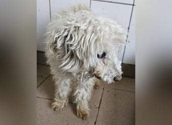 ♥DAHLIA♥ ab 21. März auf Pflegestelle in Köln - süße, viel zu dünne kleine Hundedame 30cm