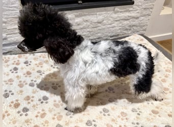 Harlekin Zwergpudel Deckrüde (kein Verkauf)