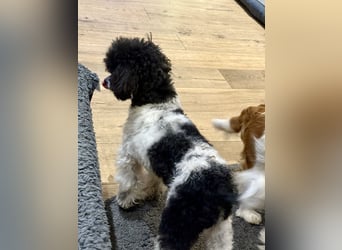 Harlekin Zwergpudel Deckrüde (kein Verkauf)