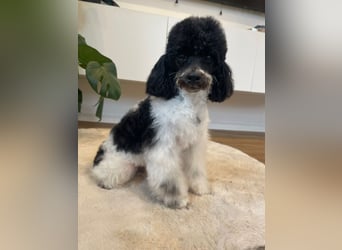 Harlekin Zwergpudel Deckrüde (kein Verkauf)