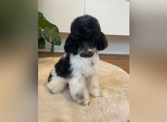 Harlekin Zwergpudel Deckrüde (kein Verkauf)