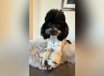 Harlekin Zwergpudel Deckrüde (kein Verkauf)