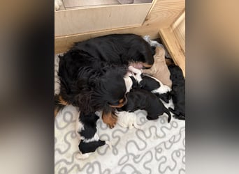 Harlekin Zwergpudel Deckrüde (kein Verkauf)