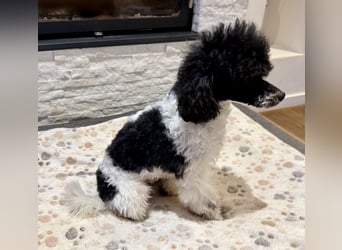 Harlekin Zwergpudel Deckrüde (kein Verkauf)