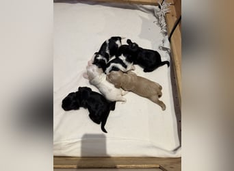 Harlekin Zwergpudel Deckrüde (kein Verkauf)