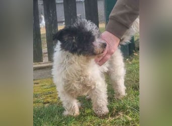 Andi, Zwergpudelmix, geb. 2015, kleiner, blinder Wuschelsenior