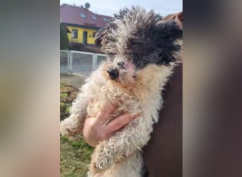 Andi, Zwergpudelmix, geb. 2015, kleiner, blinder Wuschelsenior