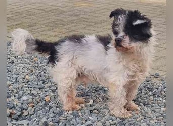 Andi, Zwergpudelmix, geb. 2015, kleiner, blinder Wuschelsenior
