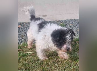 Andi, Zwergpudelmix, geb. 2015, kleiner, blinder Wuschelsenior